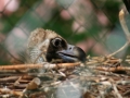00455 Wuppertaler Zoo voegel 005