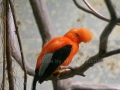 00456 Wuppertaler Zoo voegel 006