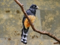 00457 Wuppertaler Zoo voegel 007