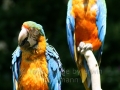 00460 Wuppertaler Zoo voegel 01