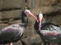 00461 Wuppertaler Zoo voegel 010